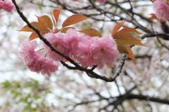 桜咲く