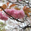 桜咲く