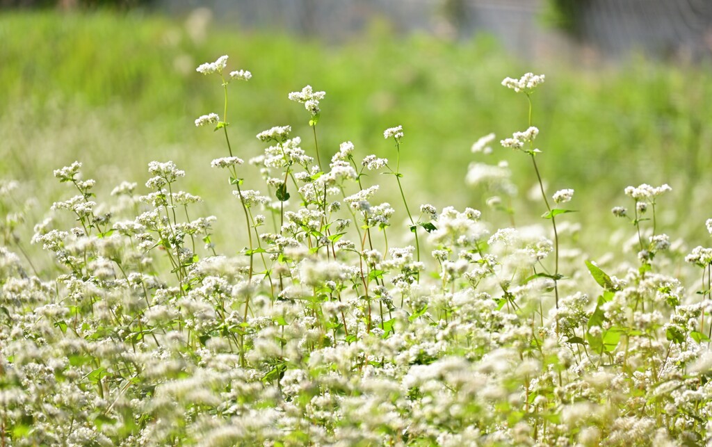 蕎麦の花