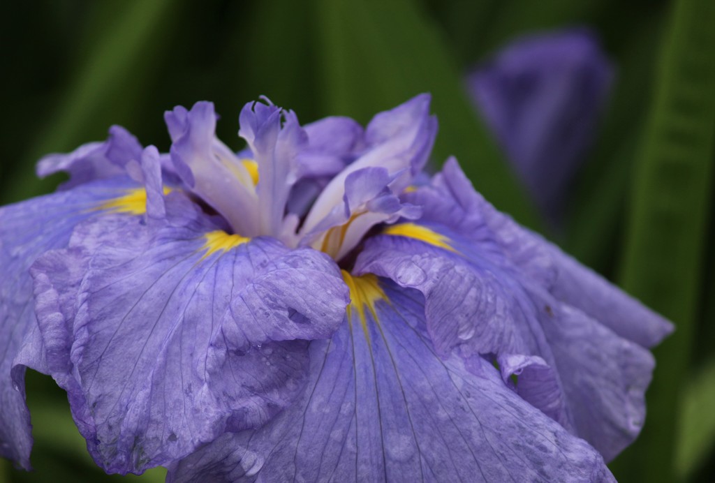 花菖蒲