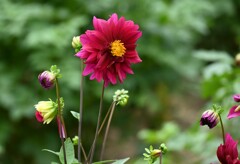 ダリア・レッドスキン