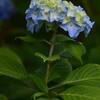 アジサイ