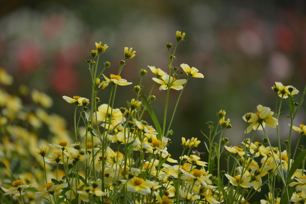 キンバイタウコギ