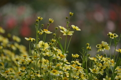 キンバイタウコギ