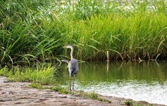 水辺ノアオサギ２