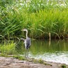 水辺ノアオサギ２