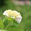 清らかに