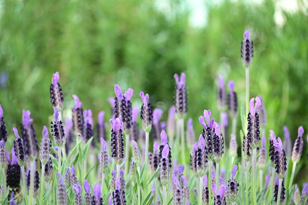 フレンチラベンダー