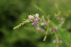 道端の花