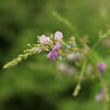 道端の花