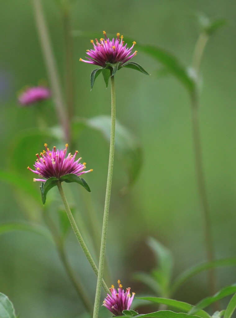 千日紅ファイヤーワークス