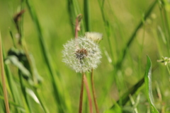 雑草の中