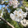 桜が咲き始め
