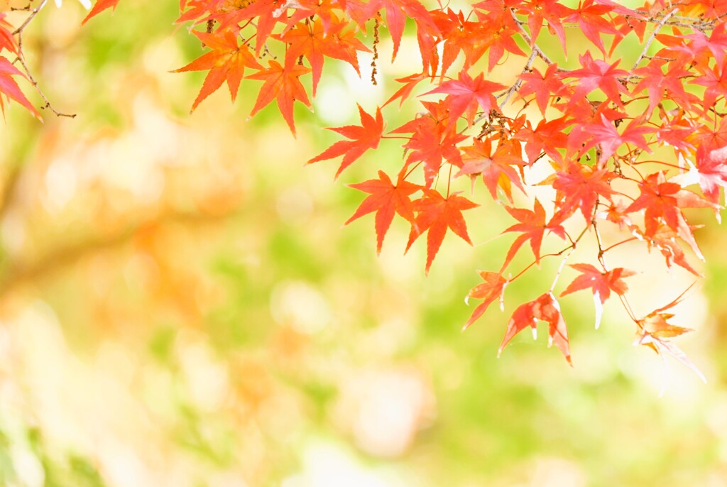 秋色モミジ