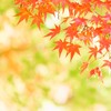 秋色モミジ