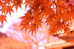 紅に染まる
