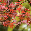 晩秋紅葉