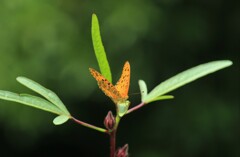 ツマグロヒョウモン