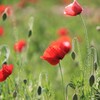ポピー畑