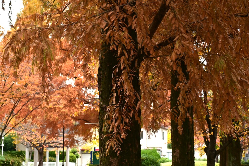 メタセコイア並木