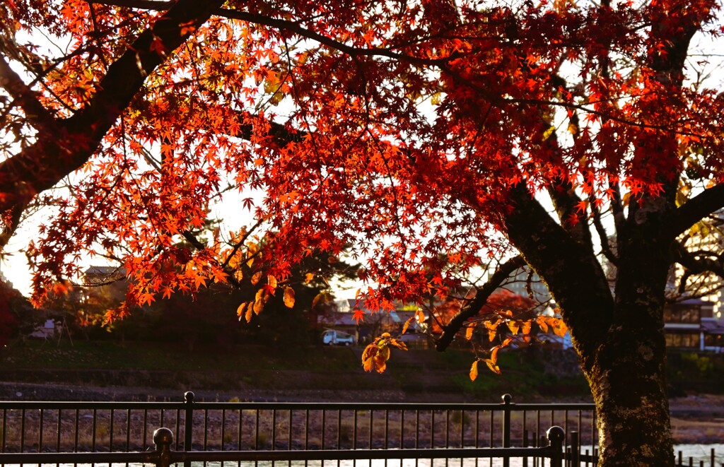 川辺紅葉