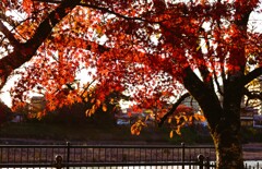 川辺紅葉