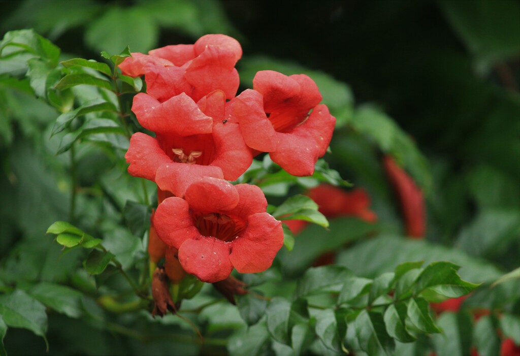 ノウゼンカズラ