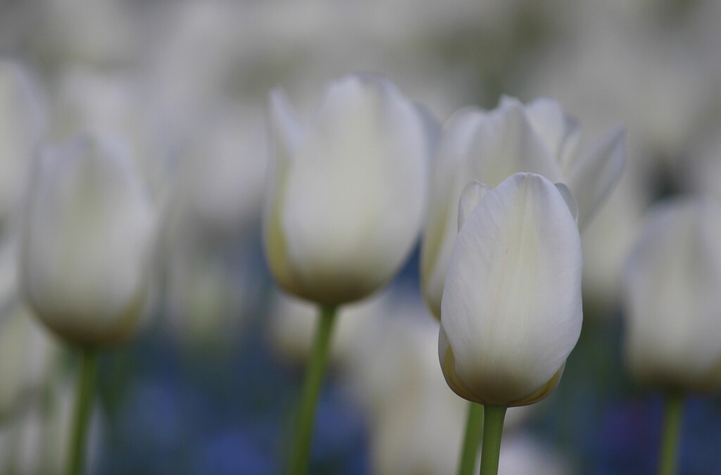 「失われた愛」