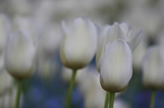 「失われた愛」