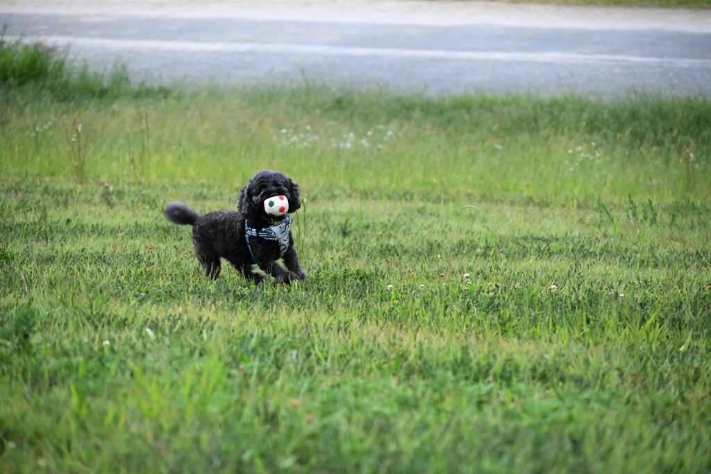 ボールをゲットした