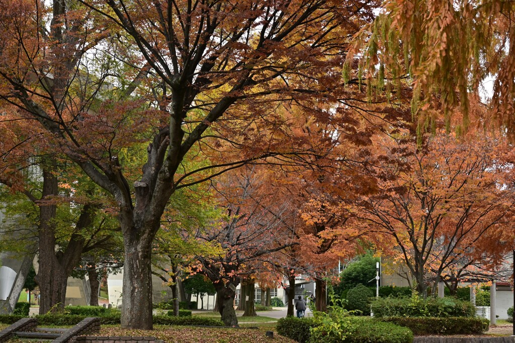 深秋の公園