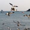 春のカモメ