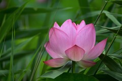 蓮の花