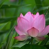 蓮の花