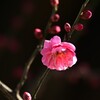 紅梅独咲