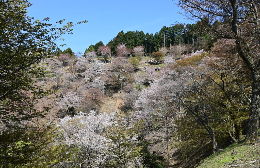 吉野桜