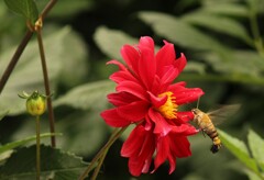 ダリアとミツバチ