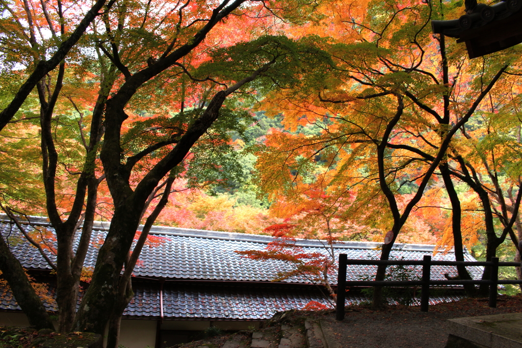 大威徳寺の紅葉