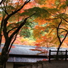 大威徳寺の紅葉