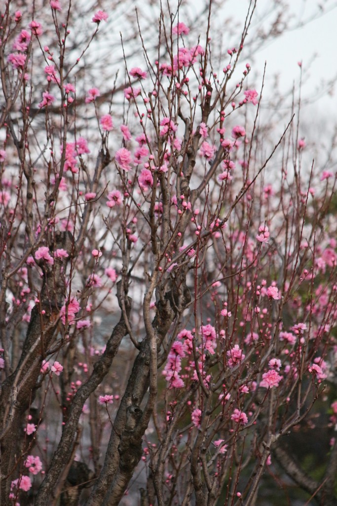 桃の花