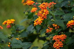 オレンジ色のランタナ