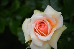 春の薔薇