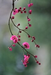 梅の花
