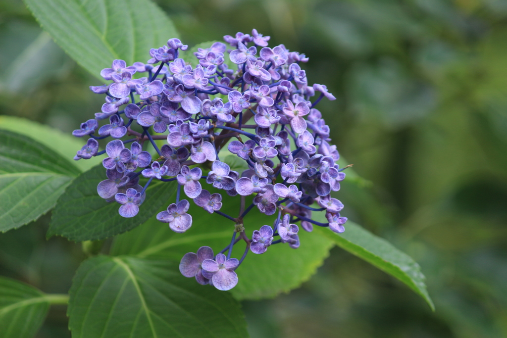 かわいらしい紫陽花