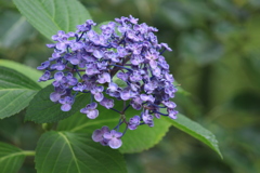 かわいらしい紫陽花