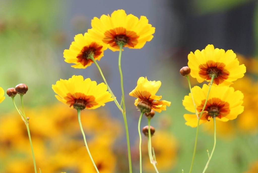 「いつも陽気」