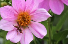 ミツバチの美食