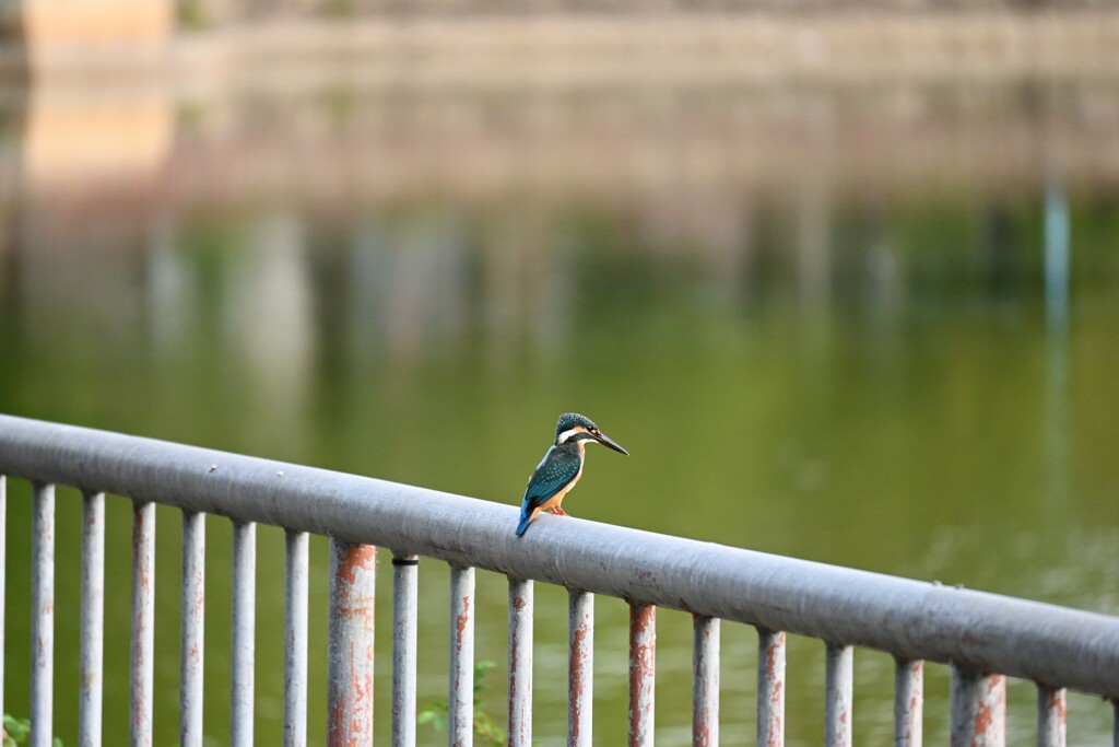 カワセミが飛んできた