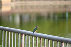 カワセミが飛んできた