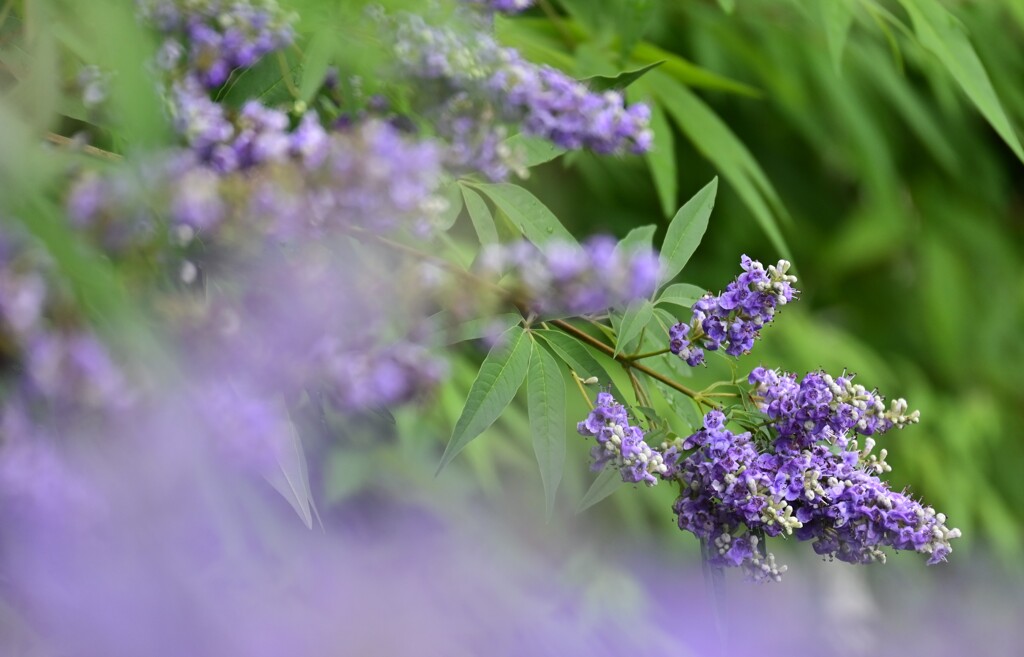 西洋ニンジンボク